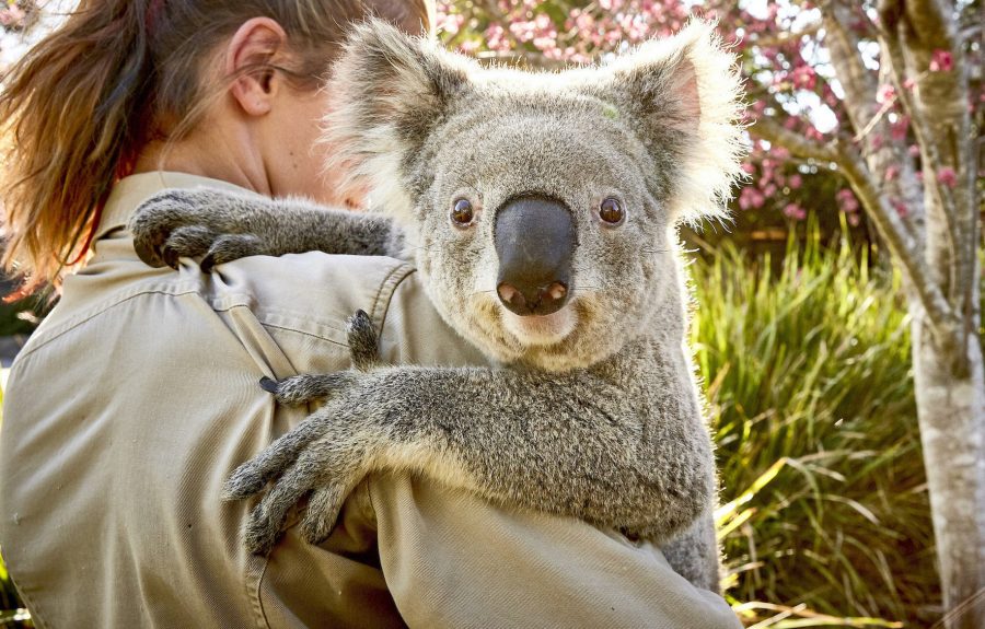 Friendly koala at Symbio Wildlife Park, Helensburgh in the Illawarra region.